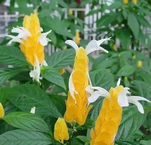 世界上100種奇花，你見過的有哪些