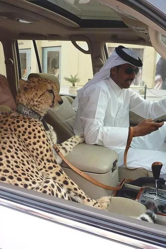 26張圖片,帶你瞭解“壕無人性”的迪拜,讓人大開眼界 26張圖片,帶你瞭解“壕無人性”的迪拜,讓人大開眼界