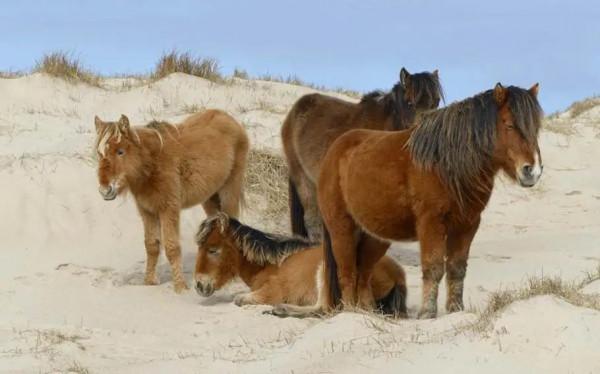 獨守死亡之島50年，與野生動物為伴，71歲老人今夏感動戛納