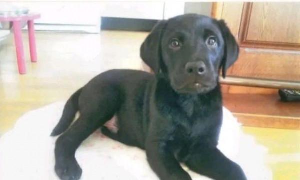 9歲老狗退休後再遇小主人，萌娃長成少女，狗狗一眼就認出她