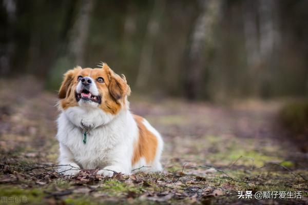 狗為什麼喜歡在白天睡覺？真的是因為動物向陰的緣故嗎？