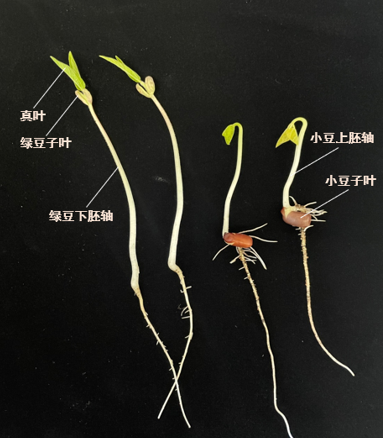 紅豆豆、綠豆豆、花豆豆 我來幫你認豆豆