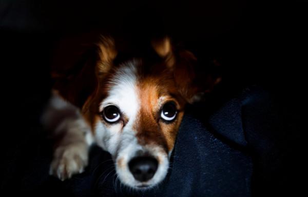 夜晚的時候，狗狗會突然對著空氣狂吠，真的能看到不乾淨的東西？