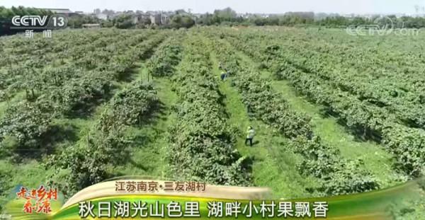江蘇南京·三友湖村:秋日湖光山色裡 湖畔小村果飄香 江蘇南京·三友湖村:秋日湖光山色裡 湖畔小村果飄香