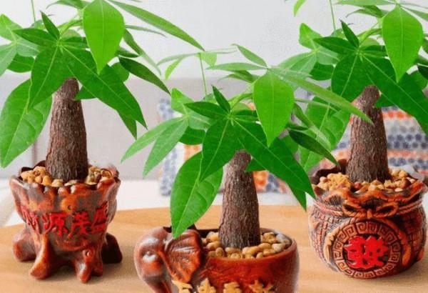 家庭養髮財樹的養護做好3點，枝幹粗壯，葉子翠綠又茂盛