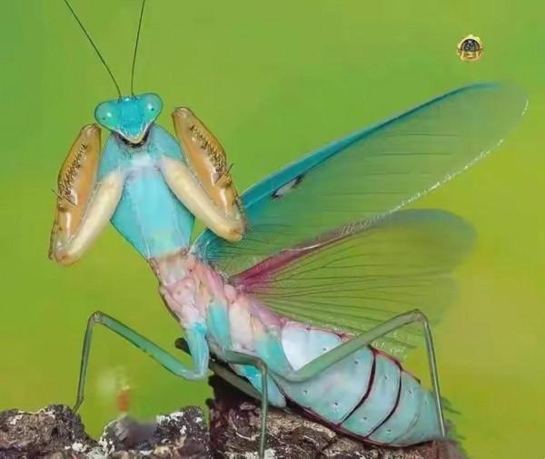 《動物世界》的掙扎•螳螂 壁虎 麋鹿 馬 獅虎豹 豺狼 鷹