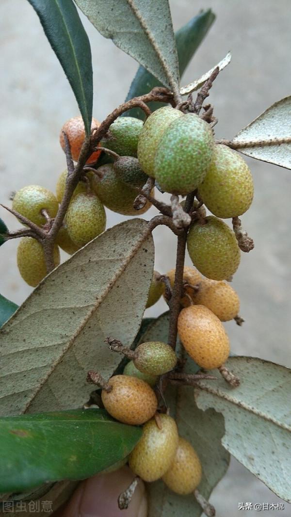 帶你一起回味62種南方野果子,它們是物質匱乏年代小朋友的零食 帶你一起回味62種南方野果子,它們是物質匱乏年代小朋友的零食