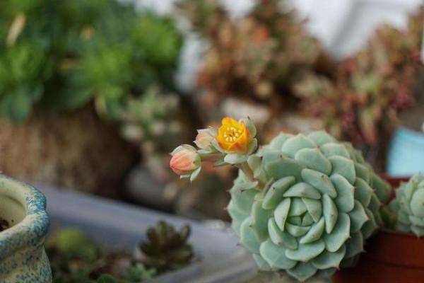 冬天養“多肉”，4件事是“關鍵”，做對了，肥嘟嘟顏色豔麗