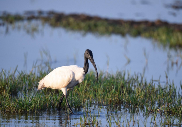 35年第二次見！罕見黑頭白䴉現身雲南，為何僅此1只，是有人放？