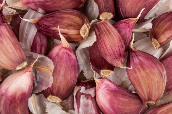 獨頭蒜是怎麼種出來的?高產口訣送給你 獨頭蒜是怎麼種出來的?高產口訣送給你