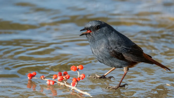 山西鳥類圖鑑｜紅尾水鴝