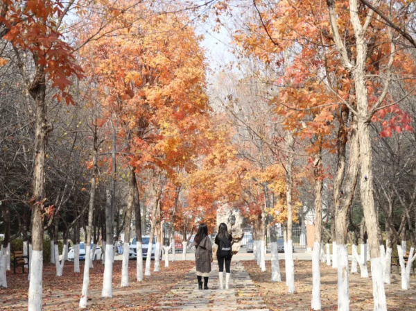 暮秋至，在詩詞中感受紅葉之美