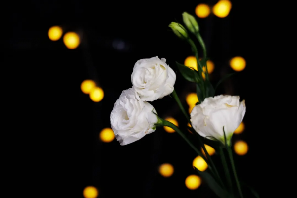 超大光圈真有那麼毒嗎？價效比極高的七工匠25mm F0.95上手體驗