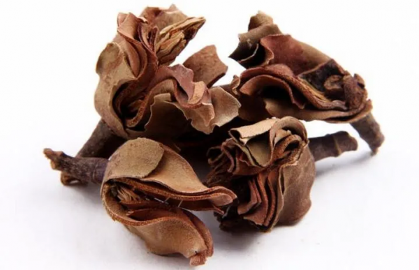 養生知藥 | 厚朴花