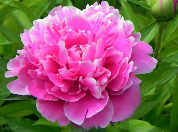 牡丹花什麼時候開花，牡丹花開花後的修剪方法