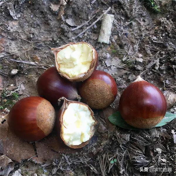 酷似板栗，年產8萬噸不夠吃，一斤12元常去撿，9月正當季