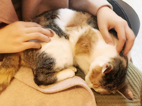 養寵知識:貓咪發出的咕嚕聲代表不同的含義,你知道嗎? 養寵知識:貓咪發出的咕嚕聲代表不同的含義,你知道嗎?