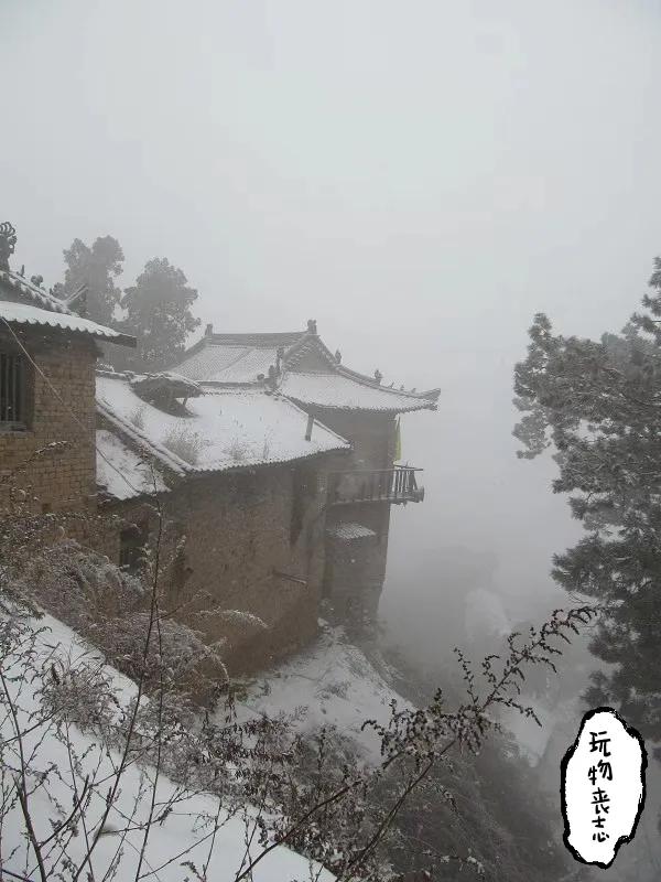 探尋秦嶺山最大白皮松