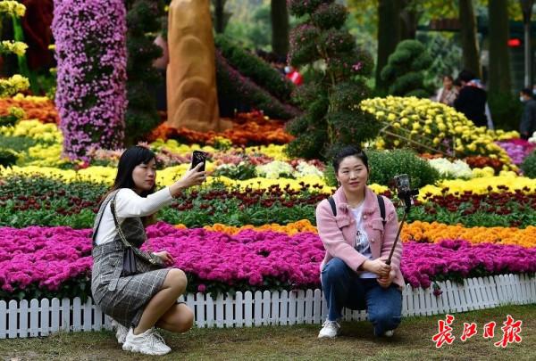 炫彩菊花遊人醉