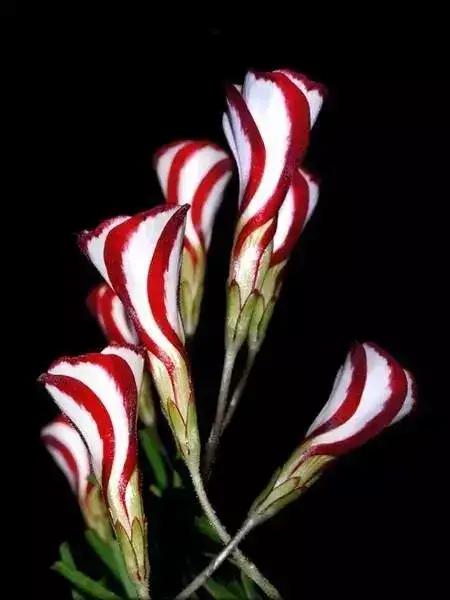 《百花集》（一百八十八）