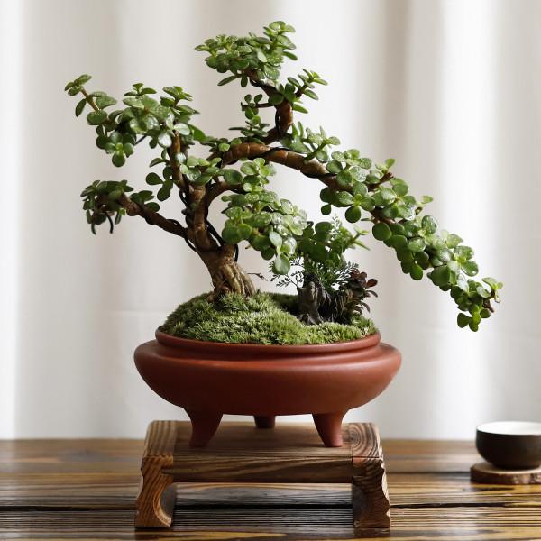 4種“便宜花”，多修剪少澆水，養成高價盆景，價格翻倍