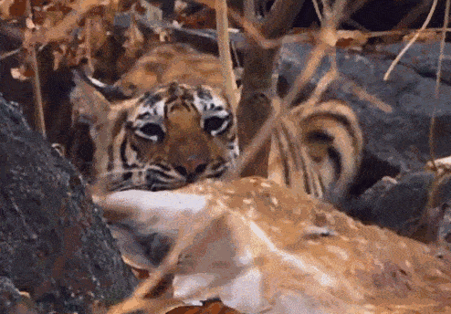 當年被放養在非洲草原上的兩隻華南虎，它們後來怎麼樣了？