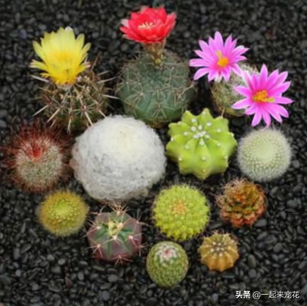 這些花12月要冬眠了，少澆水多曬曬更健壯，安全過冬來年爆盆