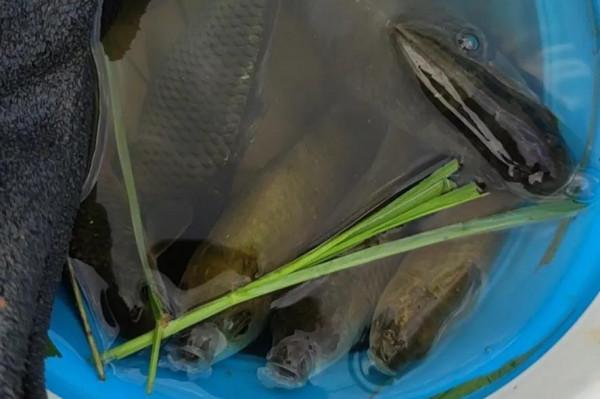 自己在家這樣製作酒米,你也能輕鬆爆護 自己在家這樣製作酒米,你也能輕鬆爆護