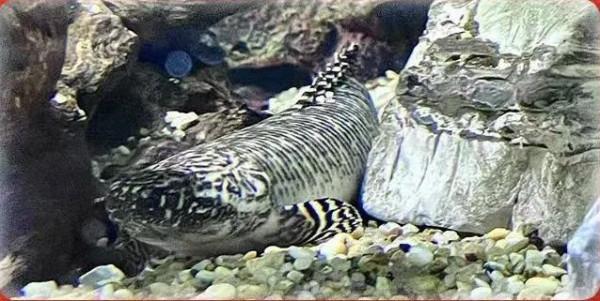 「探索」是虎又不是虎？這些名字中帶&OpenCurlyDoubleQuote;虎&rdquo;的動物你認識幾個？