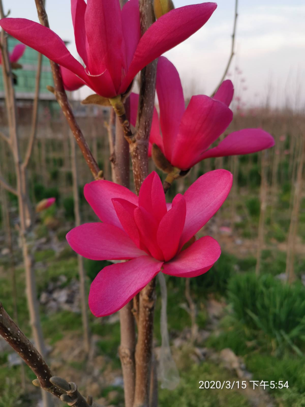 1種花名叫“聖誕玫瑰”，零下15度也能開花，花朵美豔多姿
