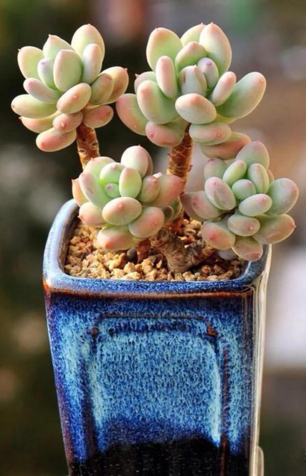 多肉的世界,簡單執著,看看你都見過哪些 多肉的世界,簡單執著,看看你都見過哪些