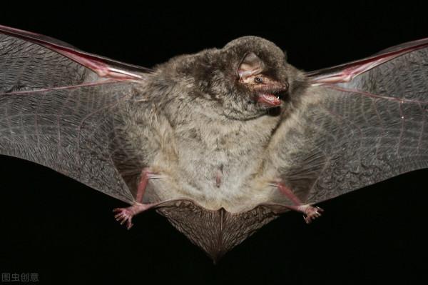 厲害的&OpenCurlyDoubleQuote;夜行俠