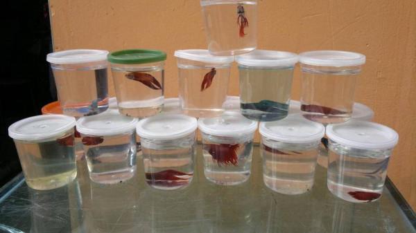 等待被交易的動物