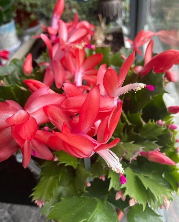 天冷就養“3種花”，耐寒好養，花兒朵朵開，又美又嬌豔