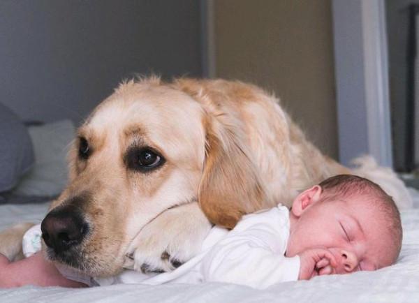 金毛狗一晚巡房15次 寵妹行為令爸媽崩潰：孩子又不是你的