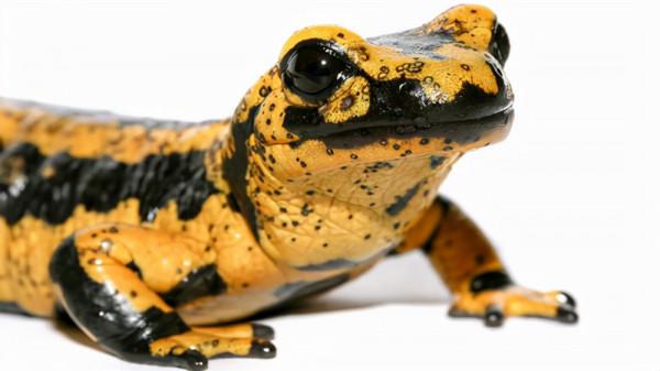 動物世界大全 第三章 兩棲動物(一)圖文解析每天為你展現動物知識 動物世界大全 第三章 兩棲動物(一)圖文解析每天為你展現動物知識