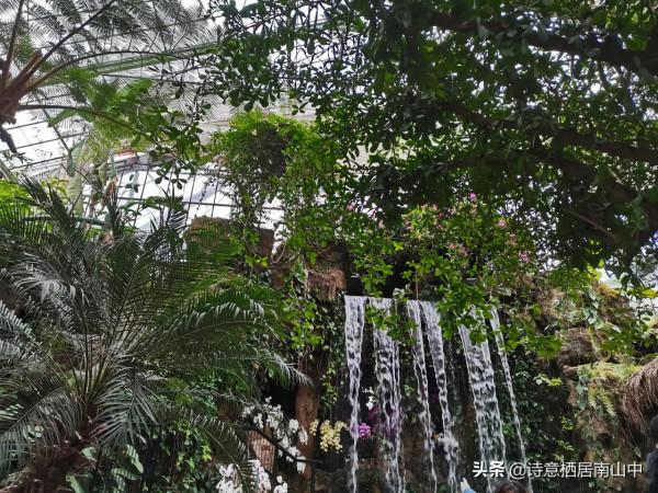 寒冬花展一一植物園百花爭迎春