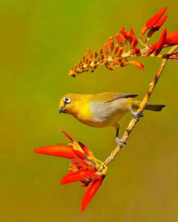 分享圖片&mdash;&mdash;美麗彩色小鳥集錦