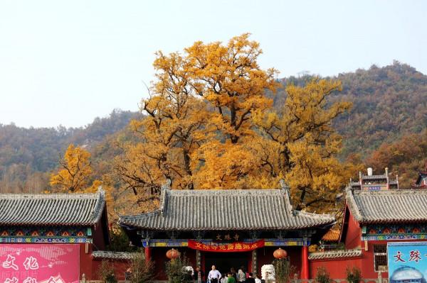 河南最美寺廟,不要門票還免費提供齋飯,5棵銀杏被譽為世界樹王 河南最美寺廟,不要門票還免費提供齋飯,5棵銀杏被譽為世界樹王