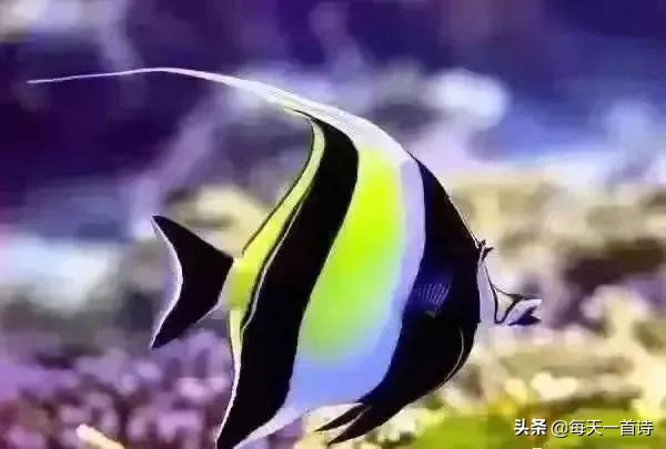 民間力量，中國實力詩人，江蘇詩人：那個女孩叫小魚兒