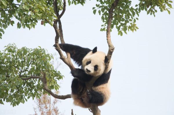 國寶大熊貓憨態可掬