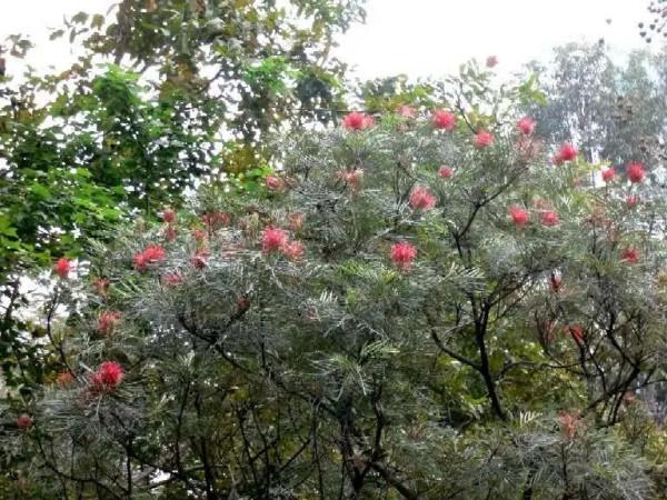 實用分享丨30款大型開花樹種介紹,白似雪、黃似陽、紅似霞,美翻 實用分享丨30款大型開花樹種介紹,白似雪、黃似陽、紅似霞,美翻