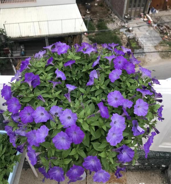 矮牽牛花，要想開花爆盆，就要大剪大修，有舍才有得