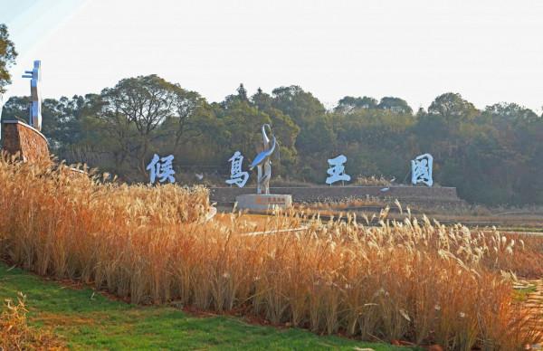 壯觀!江西迎來大批候鳥,畫面美翻了 壯觀!江西迎來大批候鳥,畫面美翻了