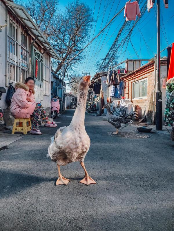 華為P50對比摩托羅拉edge s pro，攝影精選