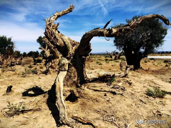 國內這6個地方的胡楊林，美得無法無天！此生一定要去看一次