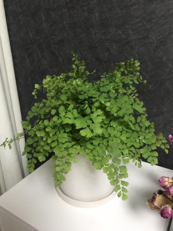 家裡光照不夠，養3種喜陰植物，耐陰好養活