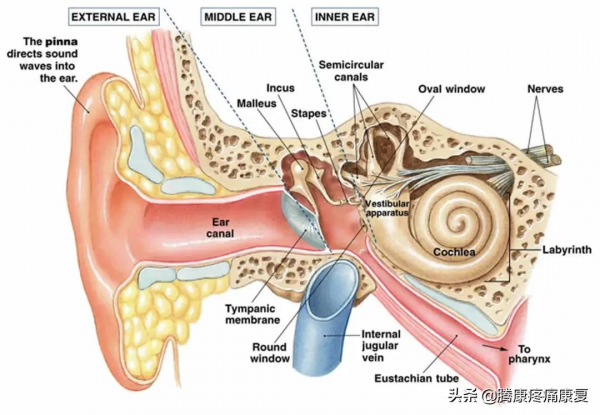 導致眩暈的關鍵因素之一，前庭感覺系統