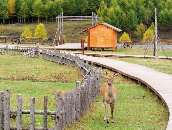 北京自駕4個小時，去承德壩上七彩森林，這裡的秋天太美了