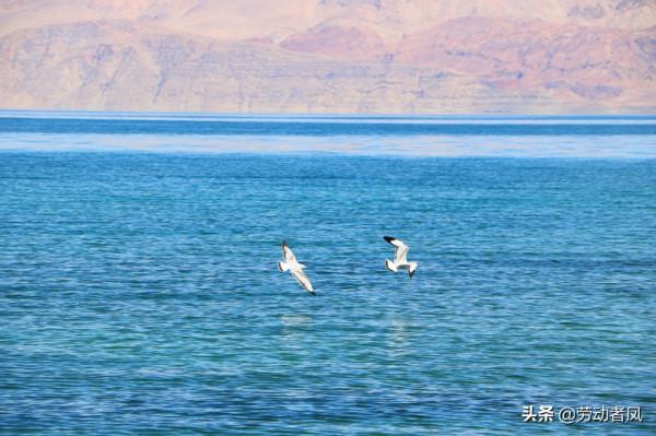 大唐小唐歷險記—遇見班公湖,水天一色自然好風光 大唐小唐歷險記—遇見班公湖,水天一色自然好風光